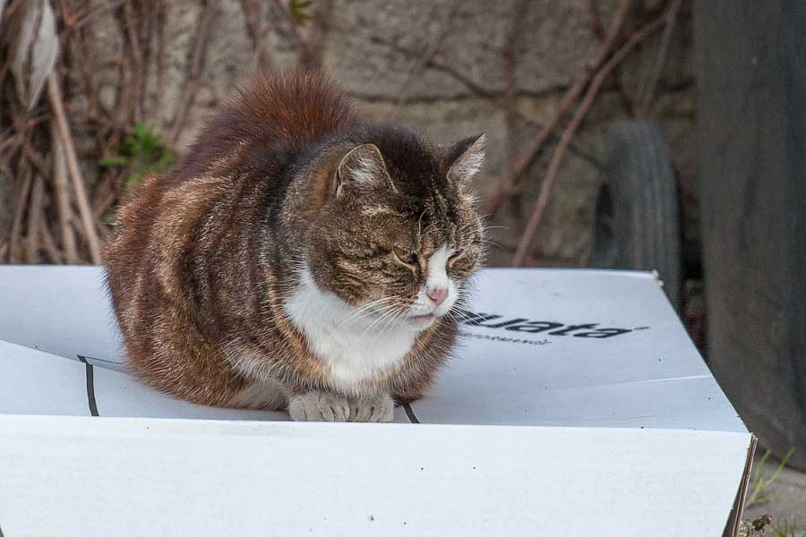 Katze auf Pizza-Karton
