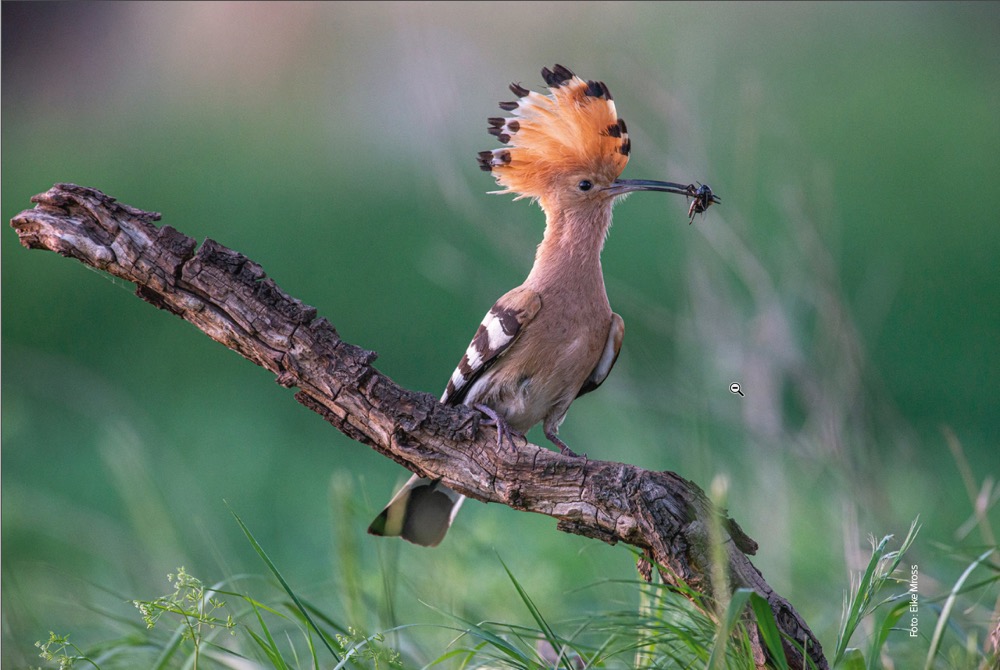 Interview mit einem Buch: Vogelfotografie