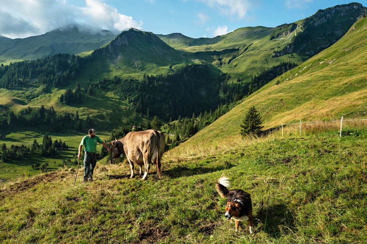 Der Bio-Bauer Alex besucht seine Kuh Olivia auf der Alp in Stoos. Täglich kontrolliert er alle seine Kühe auf den Weiden, obwohl sich diese auf einer grossen Fläche frei bewegen. Sein Hund Bari begleitet ihn stets auf seinen Runden und stellt sicher, dass die Kühe sich «an den richtigen Stellen» befinden. Nachdem die Kühe überprüft wurden, sorgt er dafür, dass der Zaun intakt ist. Agenda 2030: Nachhaltiger Konsum
 