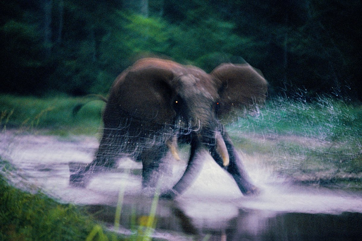 Angreifender Elefant | Charging Elephant. Agenda 2030: Wälder schützen