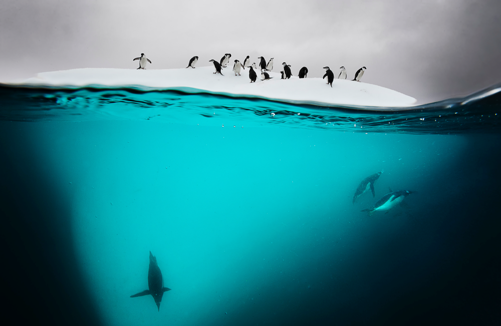Eselspinguine und Zügelpinguine auf einer Eisscholle nahe der Danko-Insel in der Antarktis. Agenda 2030: Meere nachhaltig nutzen