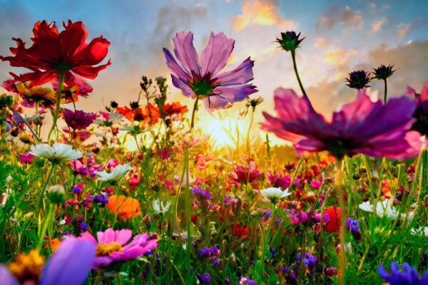 Fundstück: KI-Blumenwiese