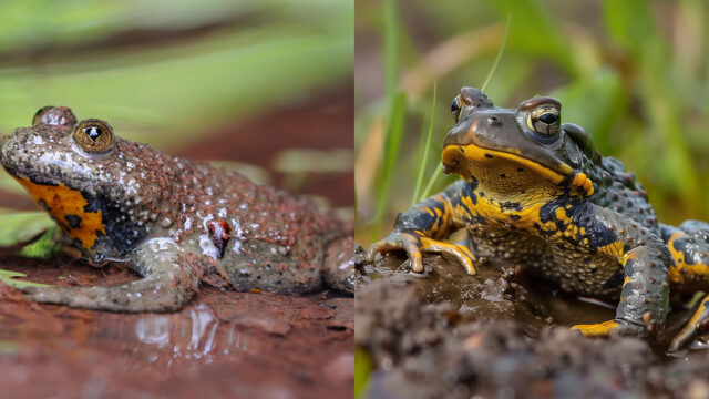 Falsche KI-Tierfotos