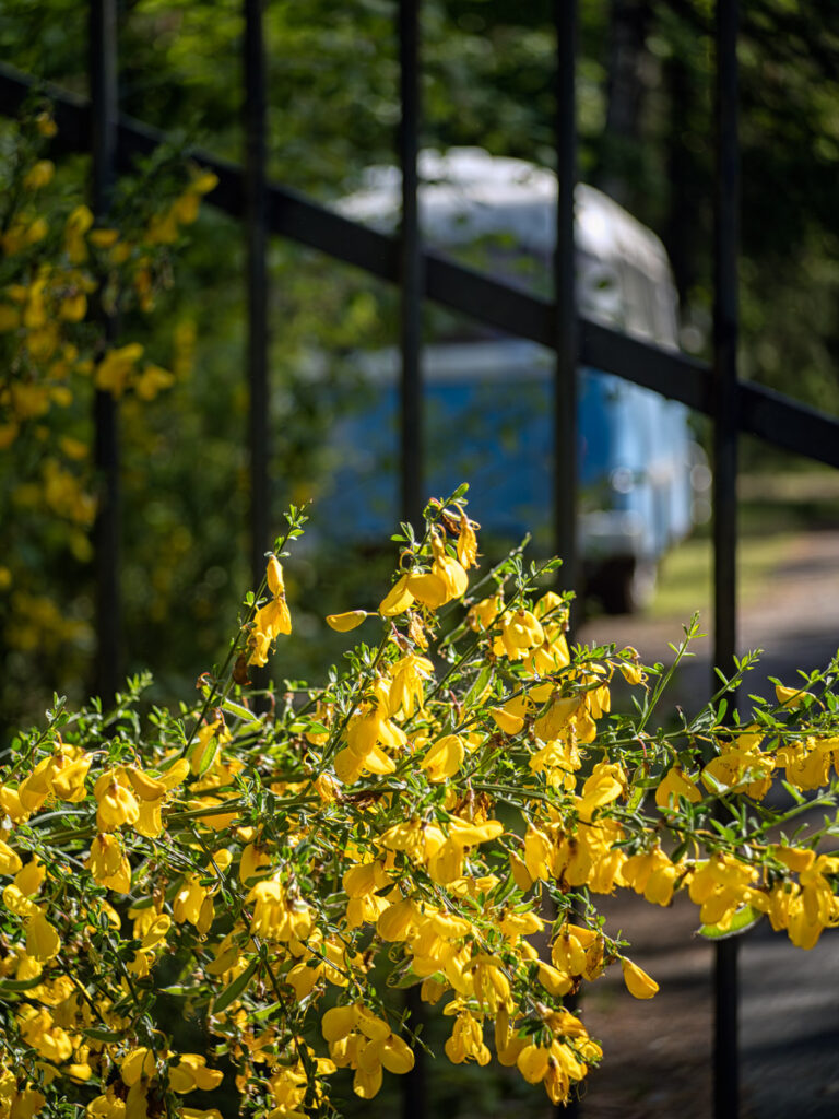 Pentaka 8 und Sonnar 40/2.8