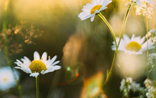 Über 100 Presets für Camera Raw