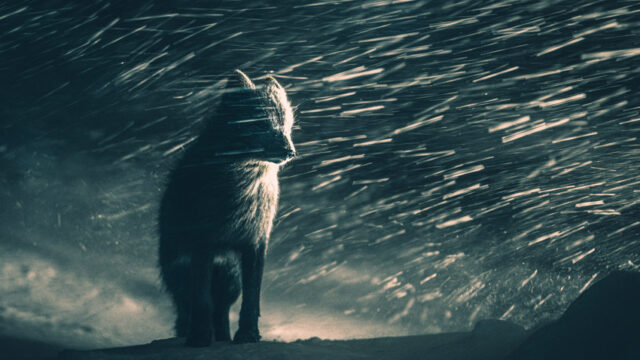 Sony World Photography Awards – Gewinner und Finalisten des Open Wettbewerbs 2025