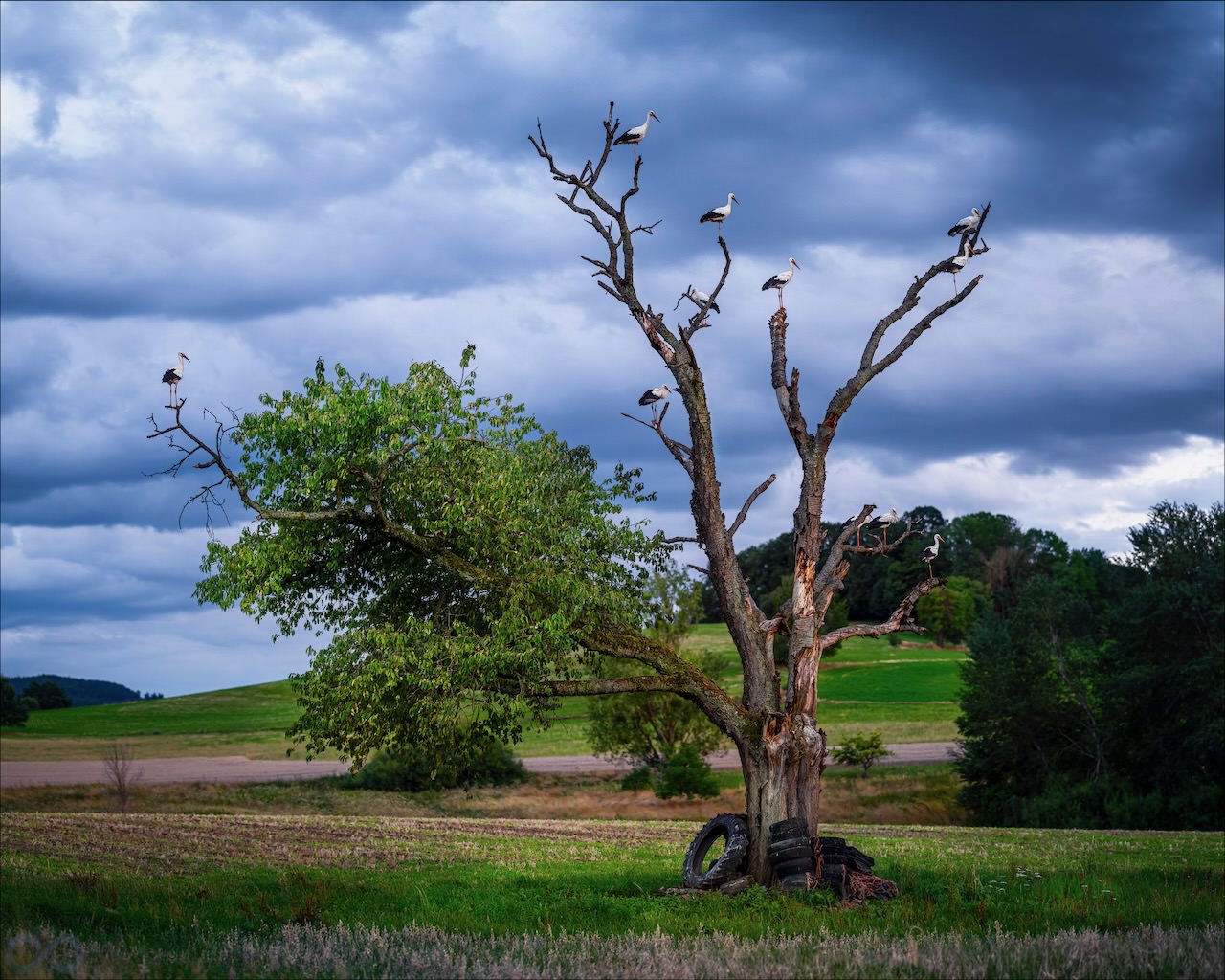Hier musste ich mir als Photoshopper natürlich immer wieder anhören, dass ich die Störche doch künstlich eingefügt hätte. Tatsächlich ist das aber ein echtes Foto. © Foto: Olaf Giermann