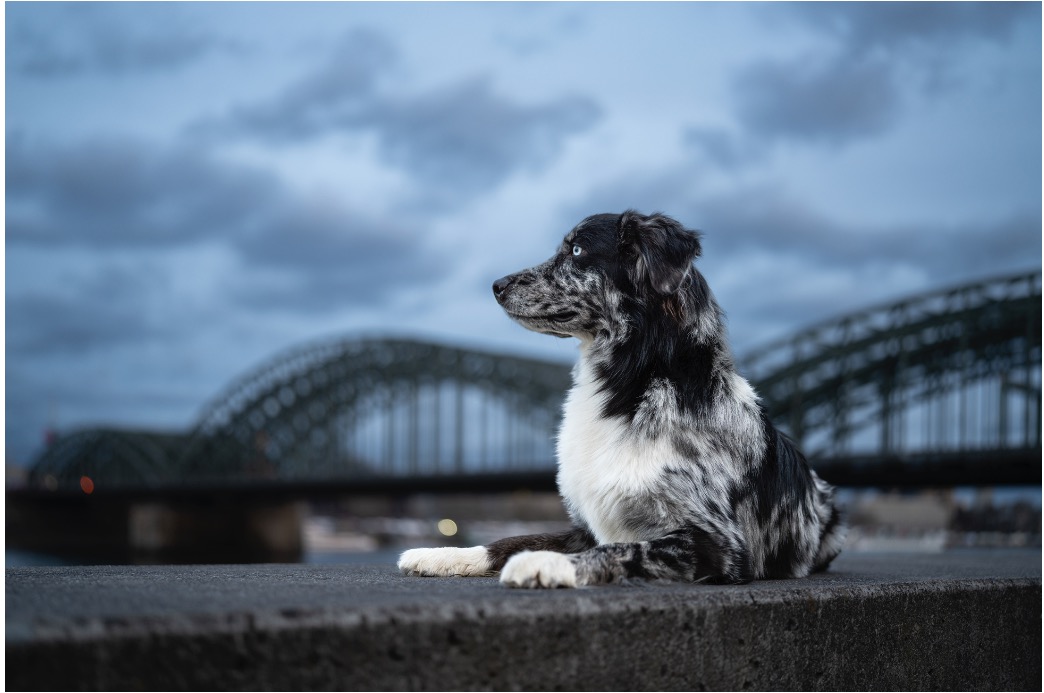 Sigma 35mm F1.4 DG II | Art, 1/250s – F1.4 – ISO 250