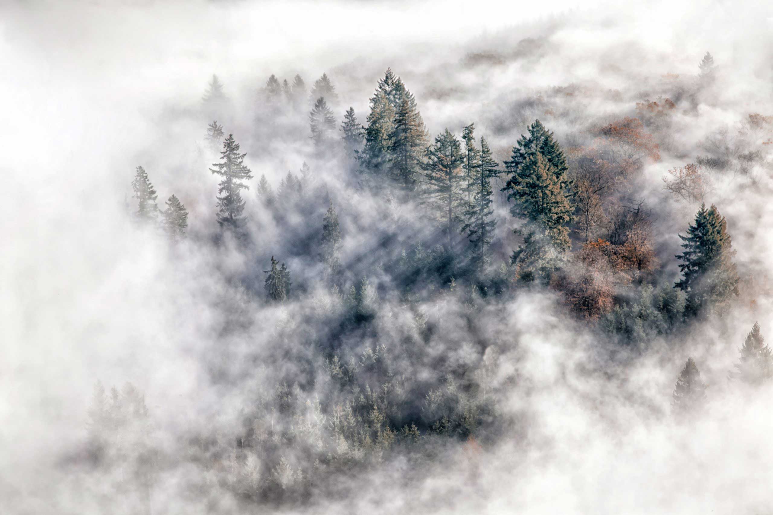 03_Nebel im Wald