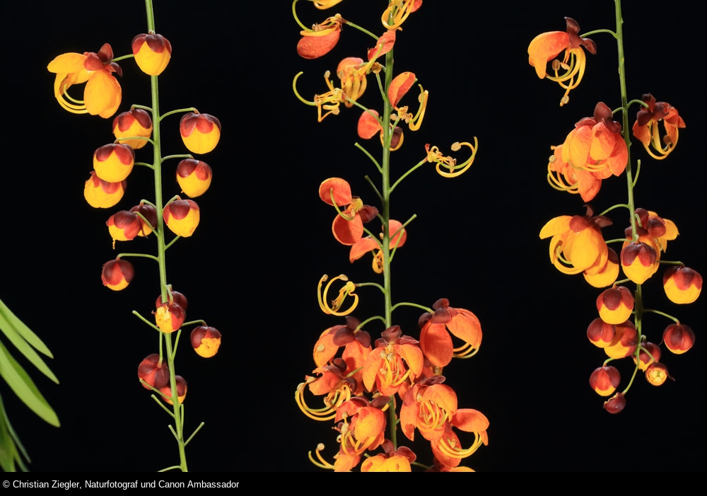 Experimentelle Makrofotografie: Blumen bei Nacht