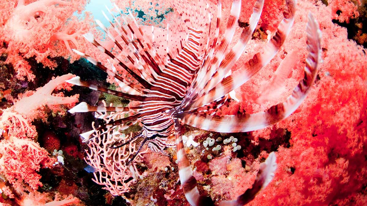 Die Pantone-Farbe des Jahres 2019 – im Zeichen der Koralle