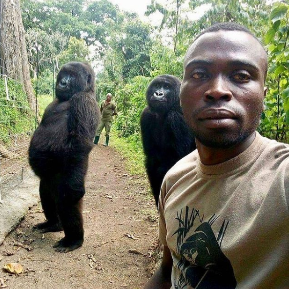 Quelle: Instagram/Virunga Nationalpark. Olafs Wochenschnipsel: KW 41