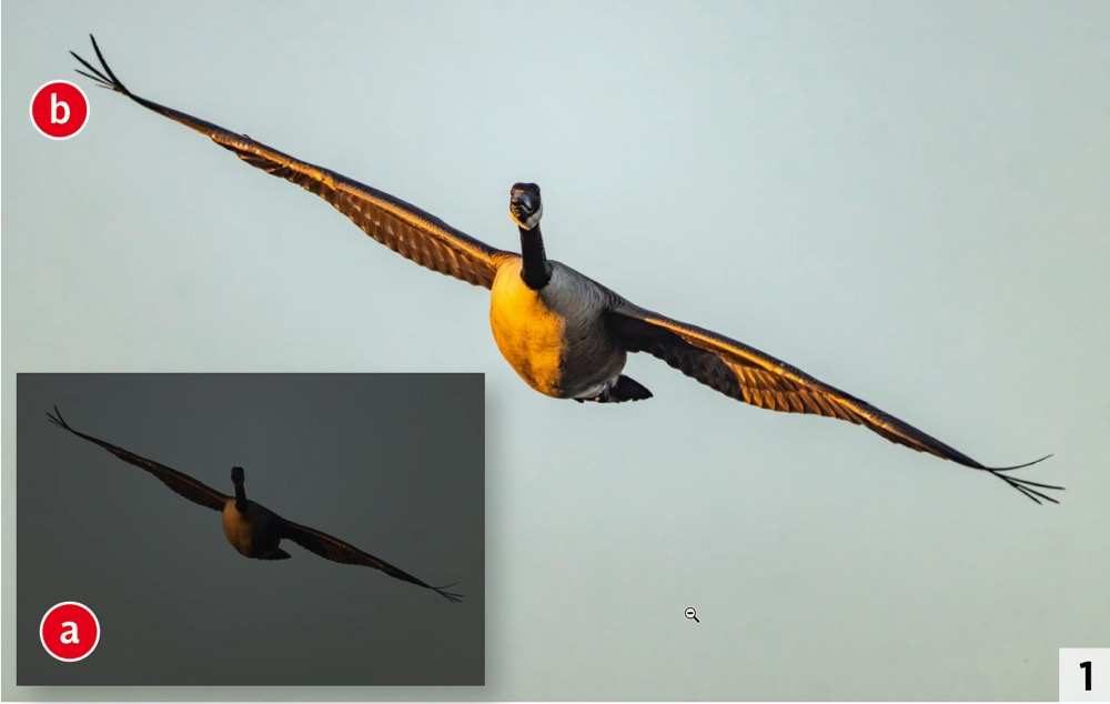 Die versehentlich unterbelichtete Aufnahme (a) ließ sich in der Nachbearbeitung um rund 2,7 Lichtwerte aufhellen. Trotz ISO 4000 tritt kein sicht­bares Bildrauschen auf (b). (Foto: Hans-Peter Schaub). Vogelfotografie 